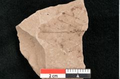 Foto (Detailansicht) von Rhytisma feroniae Ettingshausen (NHMW-GEO-2024-0188-6388)